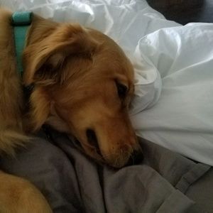 Meet your Posher, Sandy